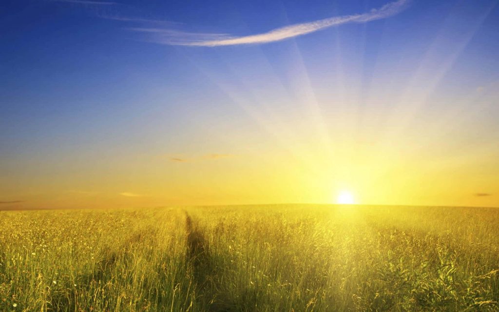 Sunrise over grassy field with golden sunlight and clear blue sky peaceful nature wallpaper