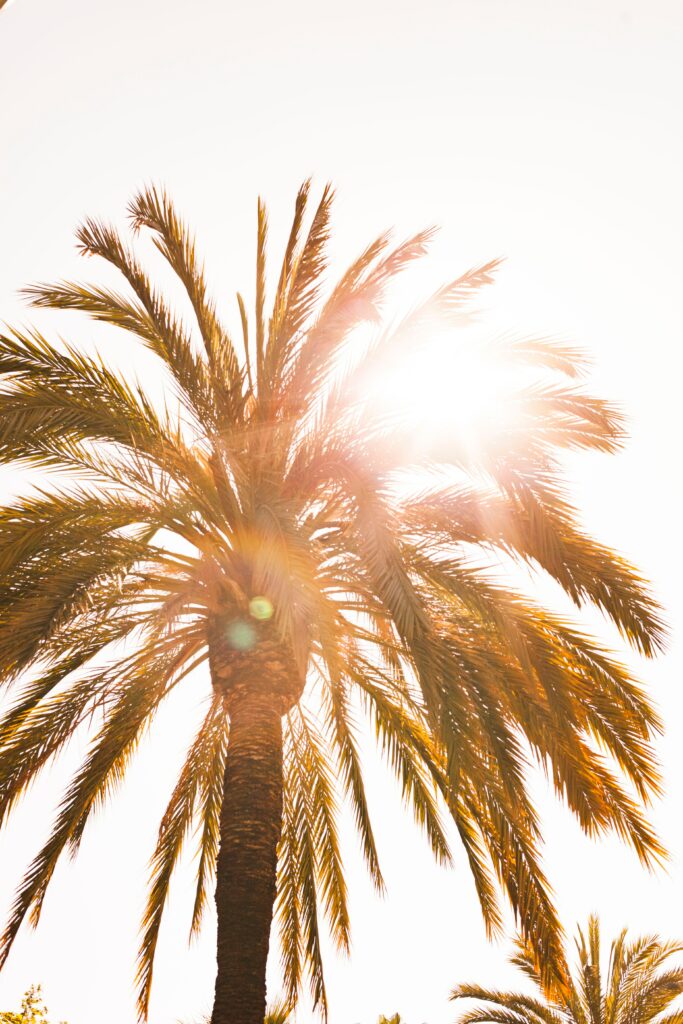 Tall palm tree with sun flare against bright clear sky tropical wallpaper background relaxing vibe