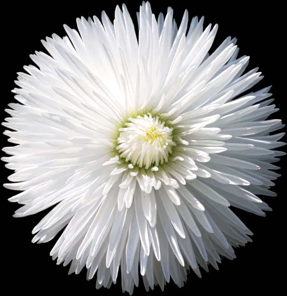 Radiant White Flower on Black Background: Delicate Beauty Revealed Wallpaper
