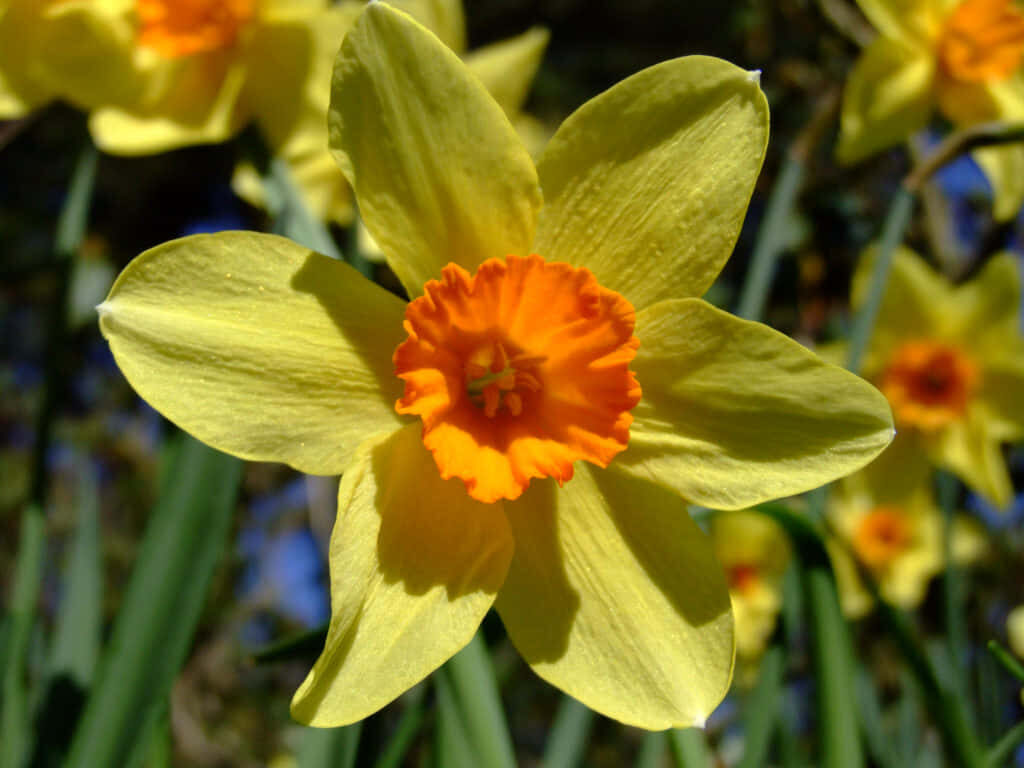 Vibrant Yellow Daffodil with Orange Trumpet - Springtime Wallpaper