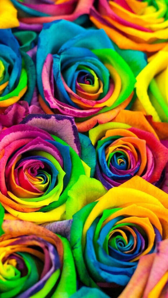 Vibrant Rainbow Rose Bouquet Wallpaper - Colorful Background Design