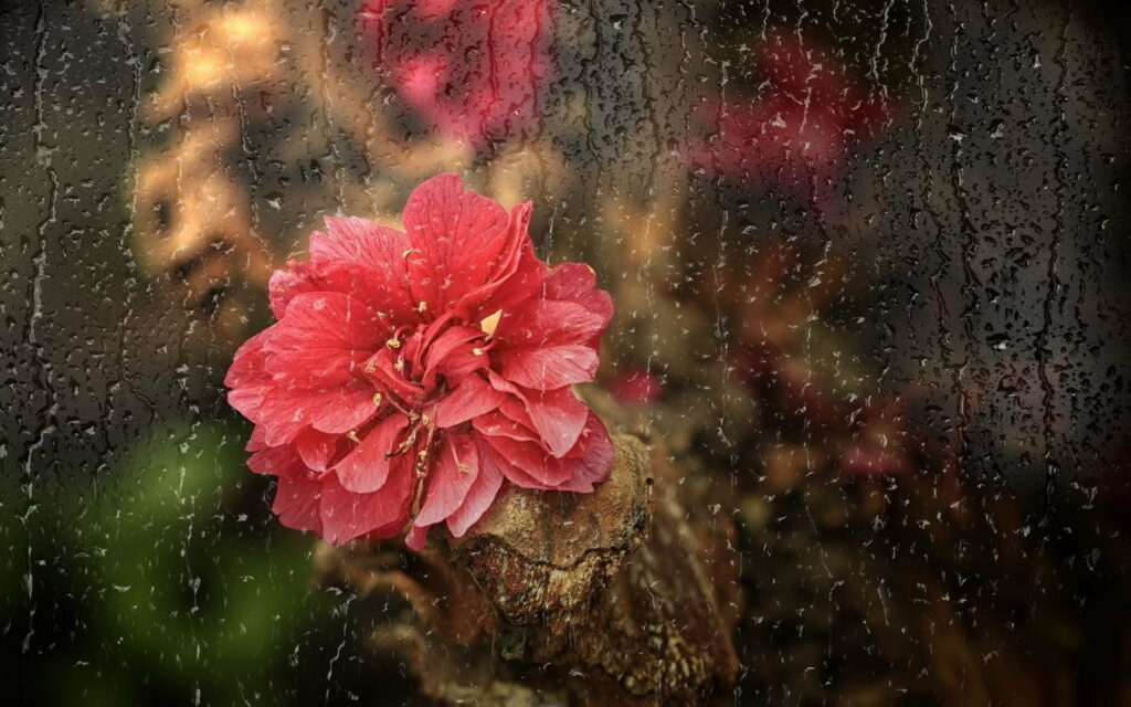 Drenched Petals: A Captivating Rainy Day HD Wallpaper Featuring Glass Enclosed Blooms