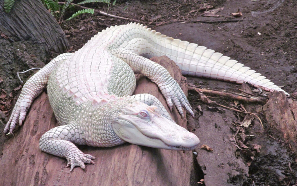 Rare Albino Alligator Wallpaper: Striking Nature Background