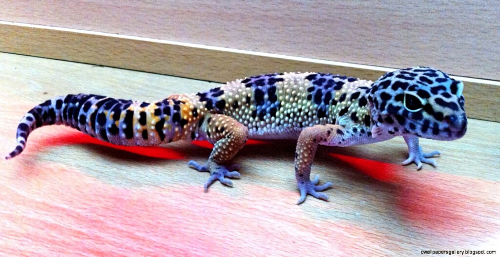 Rare blue leopard gecko with vibrant patterns on a detailed reptile wallpaper background