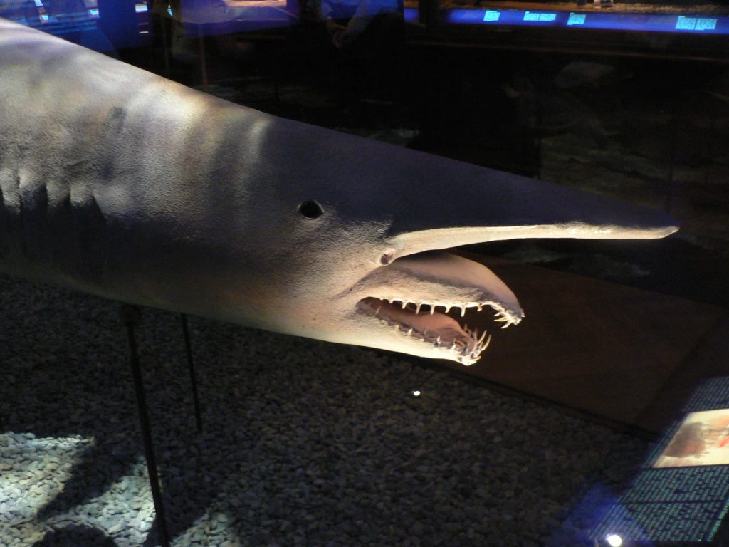 Detailed Sea Museum Goblin Shark exhibit showing rare deep-sea species with long snout and jaw Wallpaper