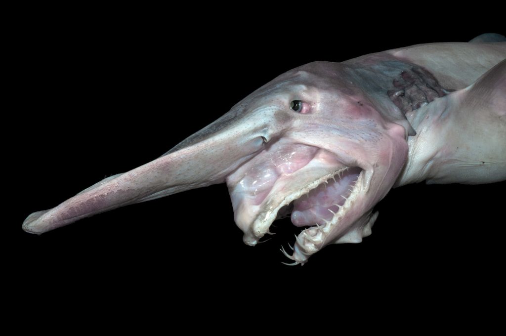 Realistic Goblin Shark with elongated snout and sharp teeth on black background deep-sea predator Wallpaper