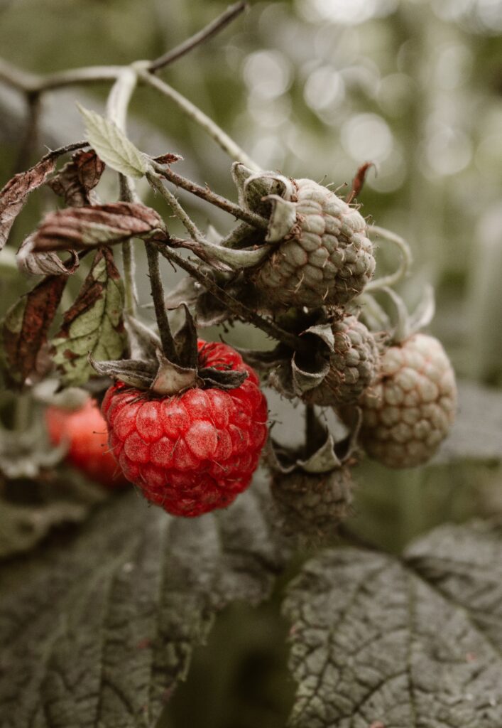 Ripe Red Raspberries on Bush - Lush Green Foliage Wallpaper
