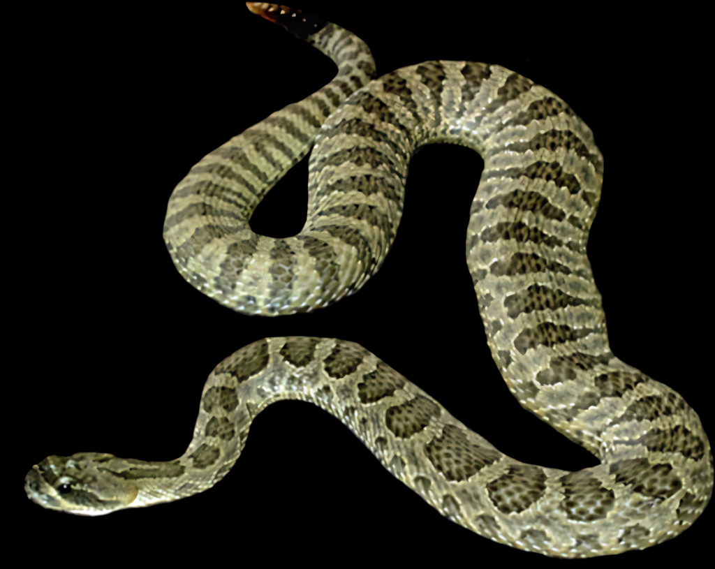 Dark Rattlesnake Wallpaper: Intricate Scale Patterns & Bold Design