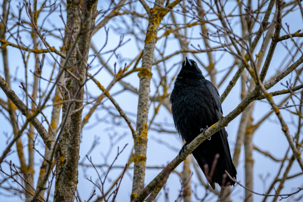 Striking Raven on Branch: Nature Wallpaper with Glossy Feathers