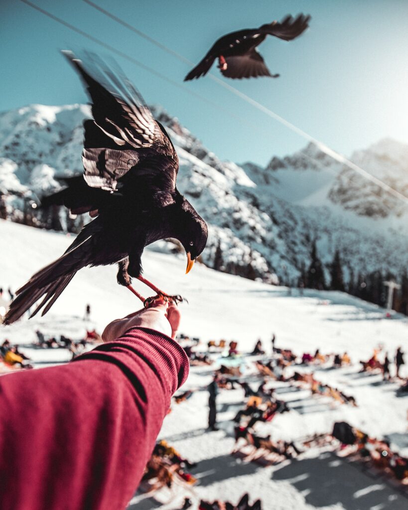 Raven on Hand: Stunning Wallpaper with Snow-Capped Mountains