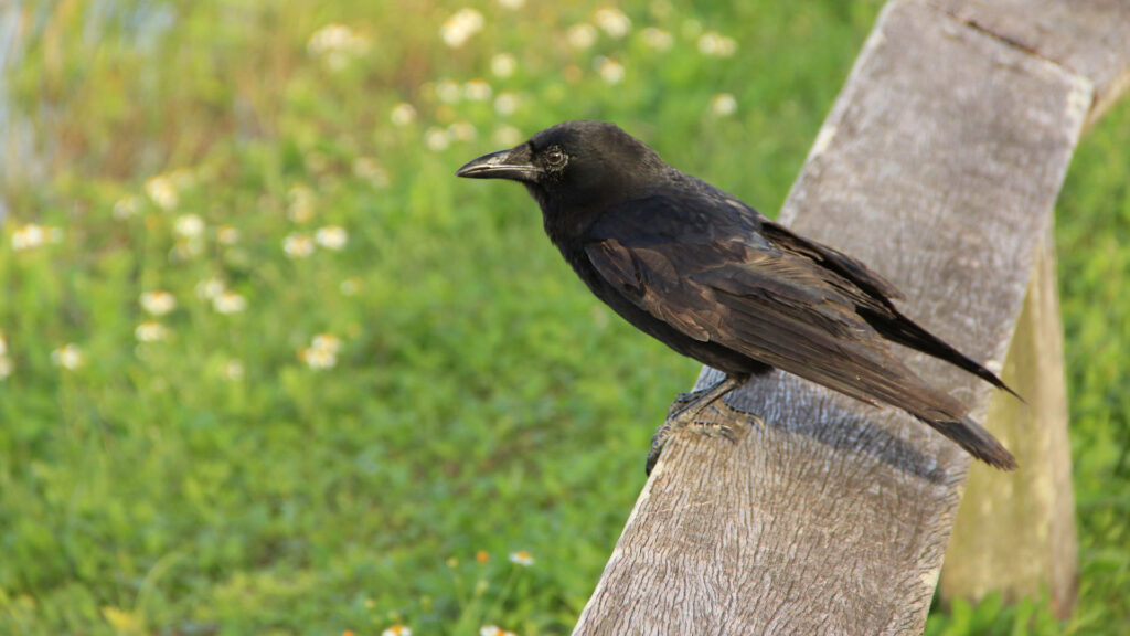 Raven on Wooden Railing: Tranquil Everglades Wallpaper