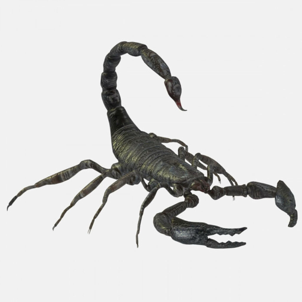 Realistic 3D Scorpion Wallpaper with White Background - Intricate Detail