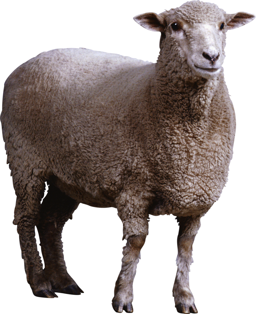 Realistic Alert Sheep Image with Transparent Background for Design Wallpaper