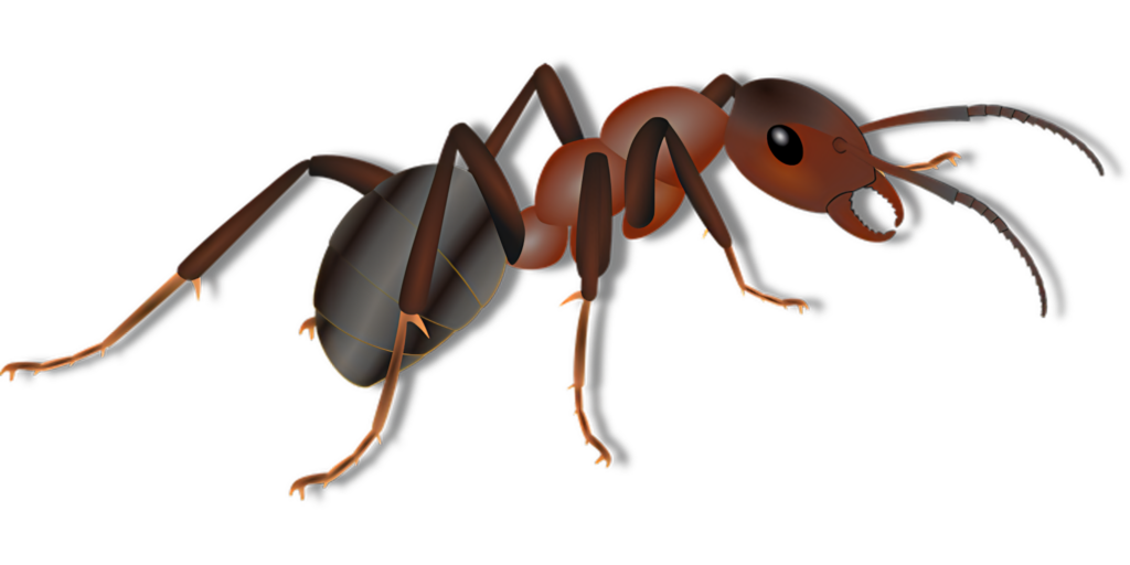 Realistic Ant Illustration Wallpaper with Transparent Background