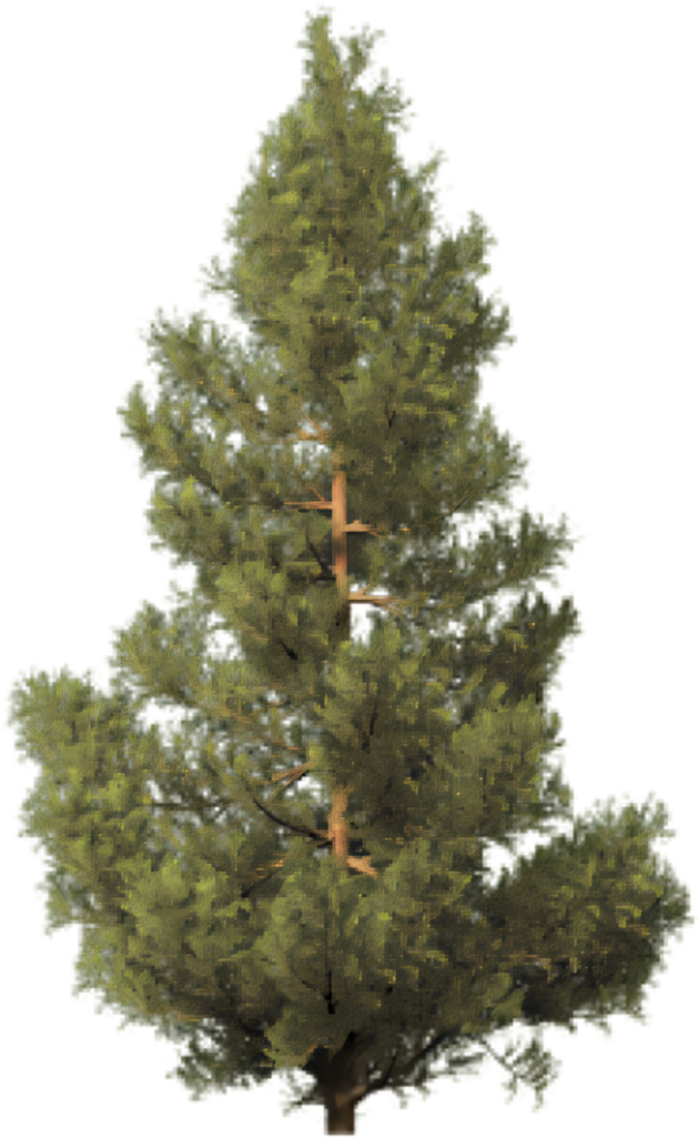 Realistic Artificial Christmas Tree on Transparent Background Wallpaper
