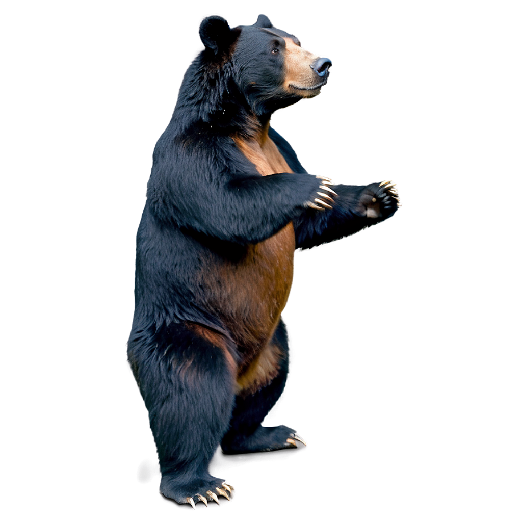 Realistic Bear Wallpaper: Detailed Fur & Dynamic Pose on Dark Background