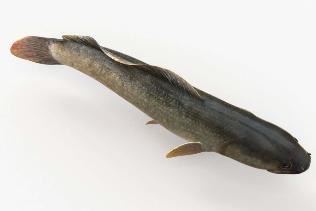 Realistic Bowfin fish detailed scales fins greenish-brown freshwater predator isolated white Wallpaper