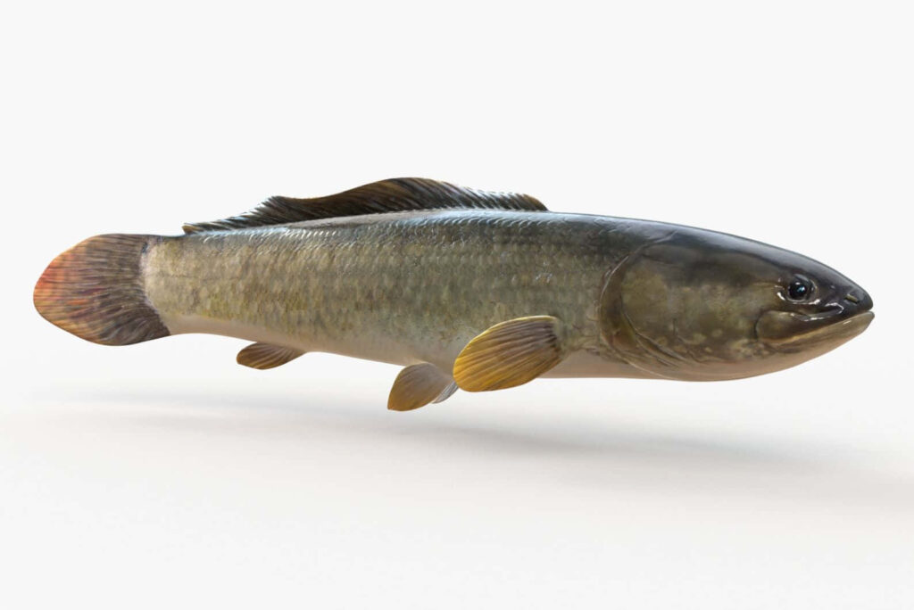 Realistic Bowfin fish with iridescent scales and prominent fins on white background wallpaper