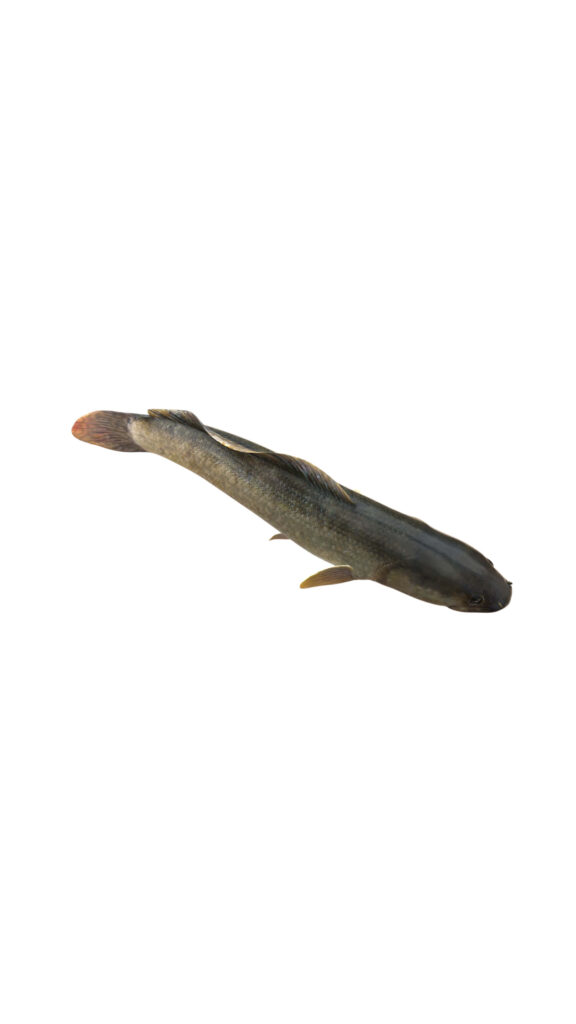 Realistic bowfin fish with detailed scales on white background for aquatic and nature design Wallpaper