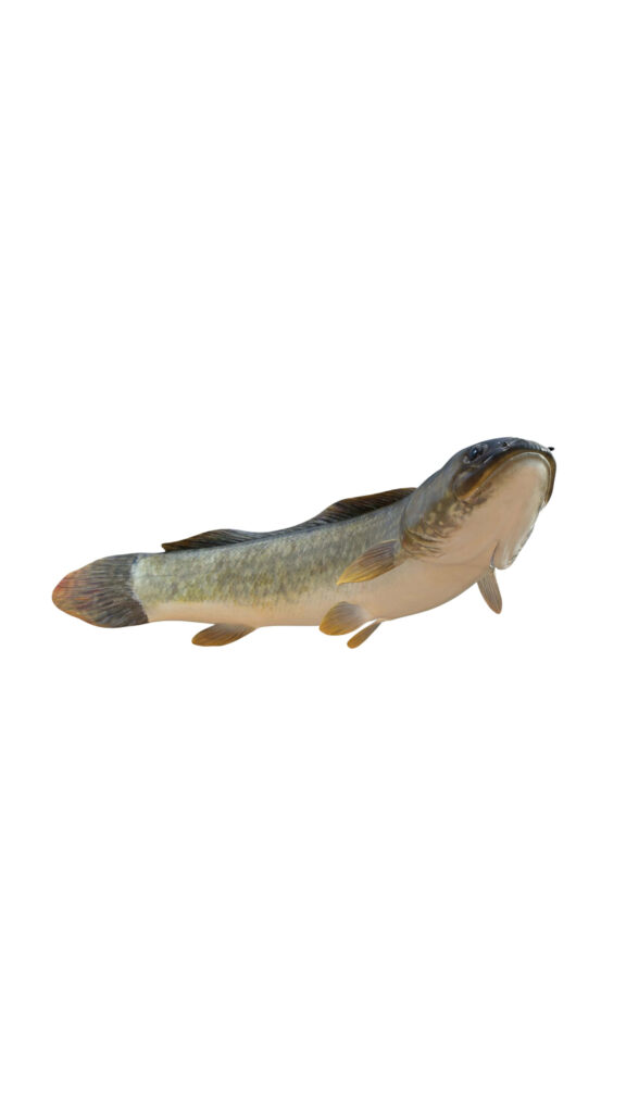 Realistic Bowfin Fish isolated on white detailed aquatic textures high resolution scientific illustration Wallpaper