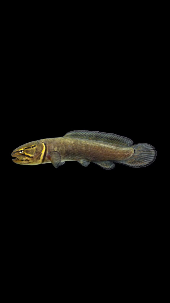 High resolution bowfin fish with olive green scales and fins on black background wallpaper