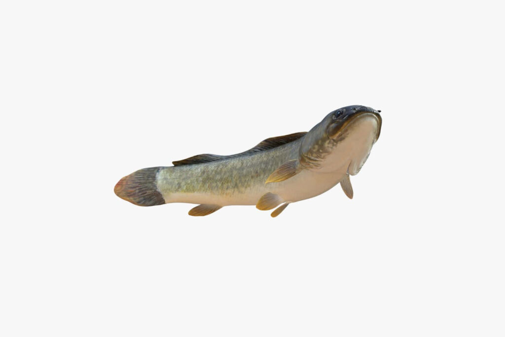 Realistic Bowfin fish with textured scales on white background freshwater aquatic wallpaper