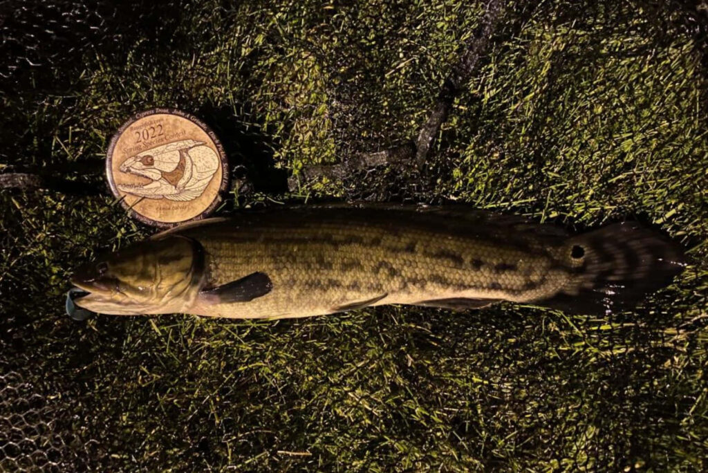 Realistic bowfin fish beside 2022 commemorative fish coin on dark netted aquatic background Wallpaper