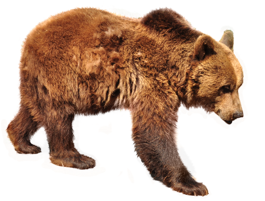Majestic Brown Bear Walking: Realistic Image on Transparent Background Wallpaper