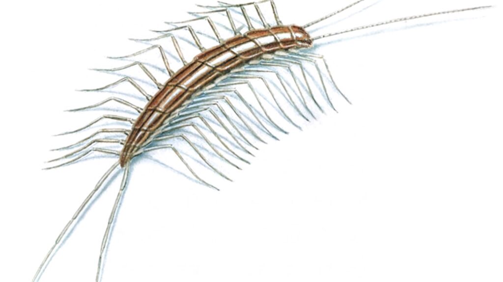 Realistic brown centipede drawing with segmented body and delicate legs on white background Wallpaper