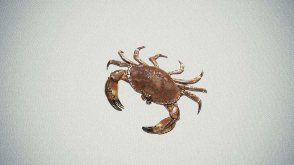 Realistic cute brown crab wallpaper with glossy shell and detailed claws on light textured background