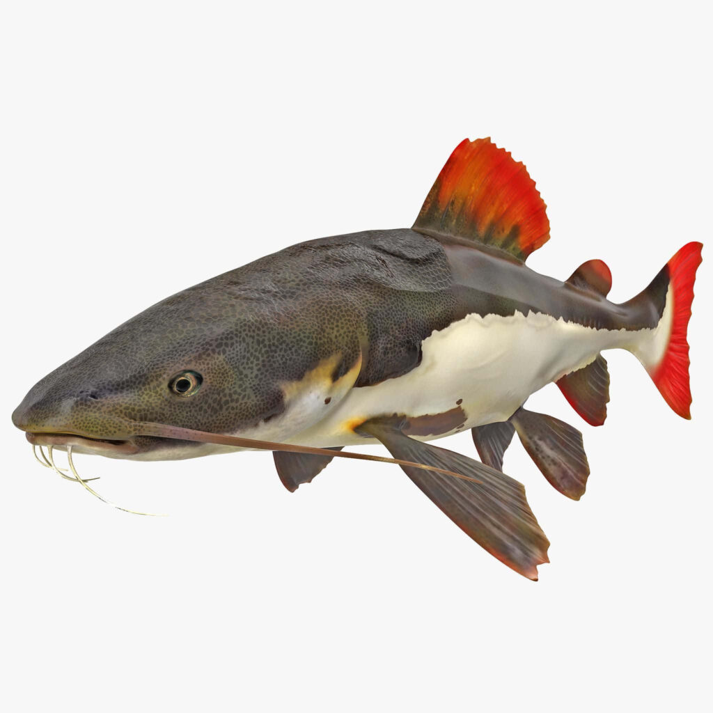 Realistic Catfish Wallpaper with Red-Tipped Fins - PNG Background