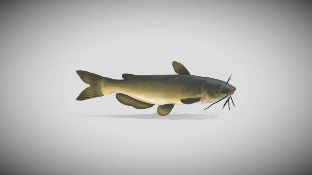 Realistic Channel Catfish illustration with olive-green scales on light gradient wallpaper background
