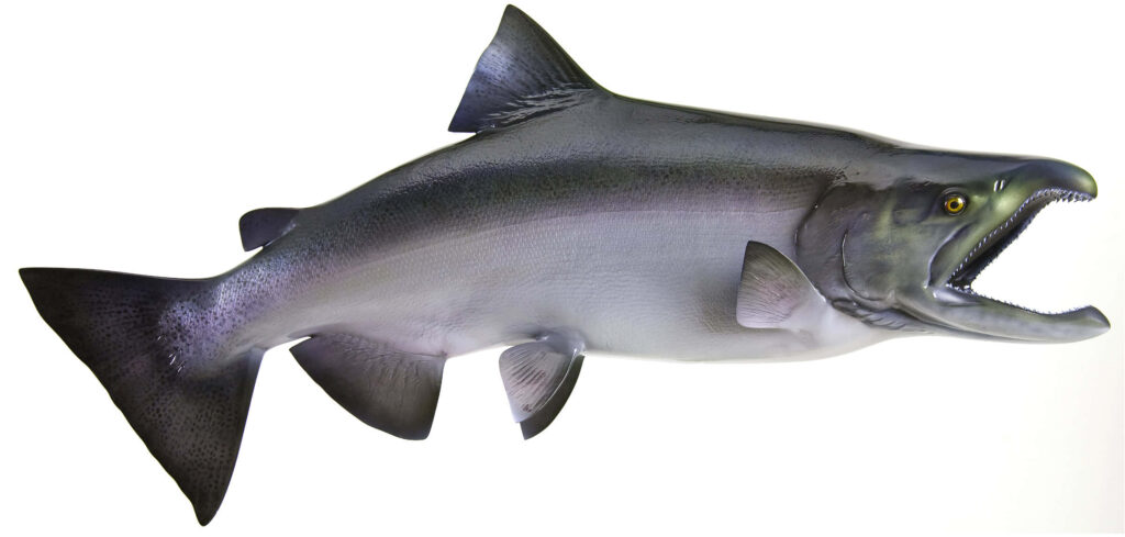Realistic Chinook Salmon wallpaper showing silvery scales sharp fins and open mouth on white background