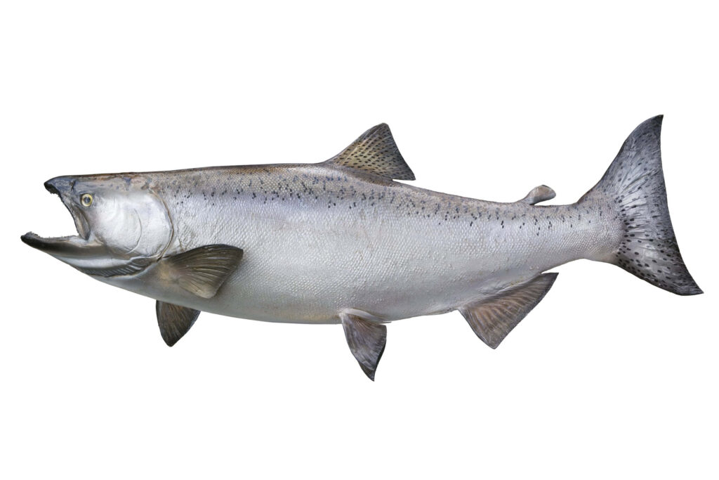 Realistic Chinook Salmon illustration with silvery body and powerful fins on white background Wallpaper