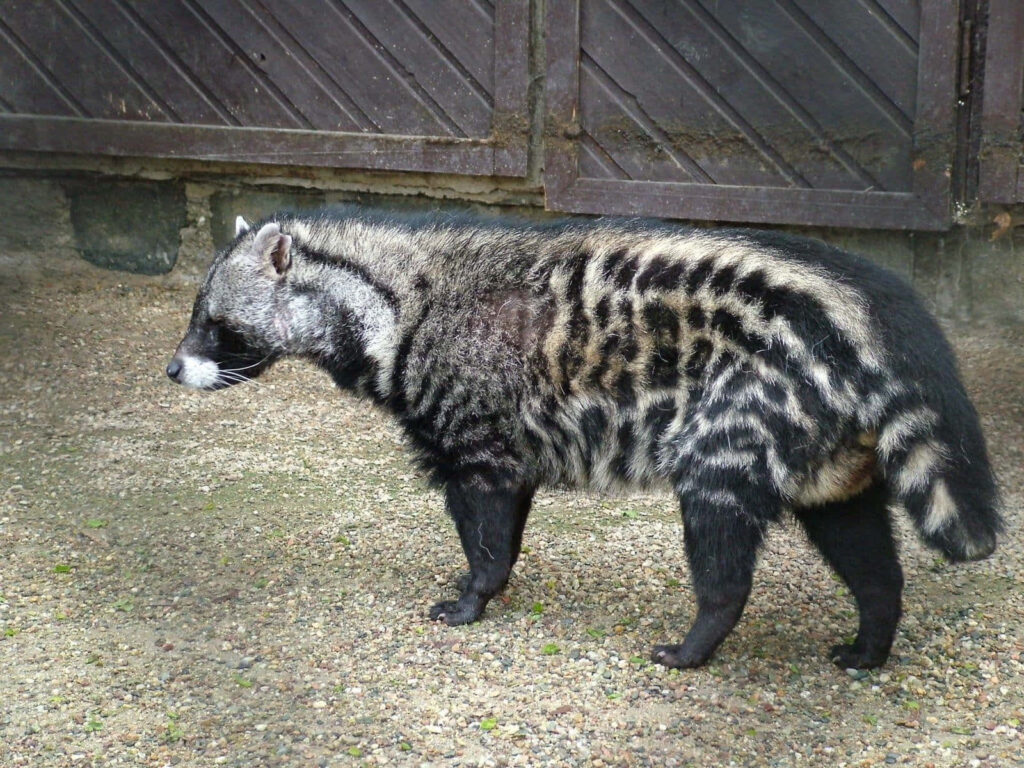 Civet with black and white stripes on textured ground near wooden fence natural wildlife wallpaper