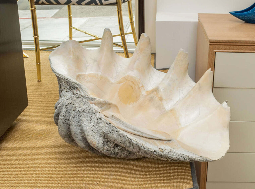 Realistic clam shell wallpaper with textured ridges cream gray tones on woven carpet indoors