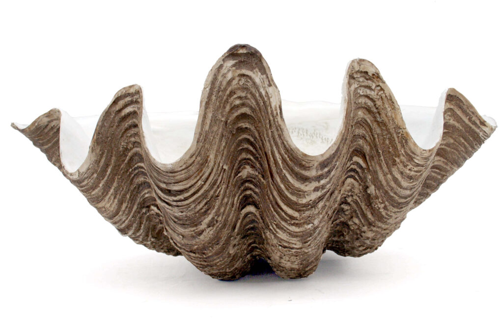 Realistic clam shell wallpaper with natural brown ridges smooth white interior ocean theme background