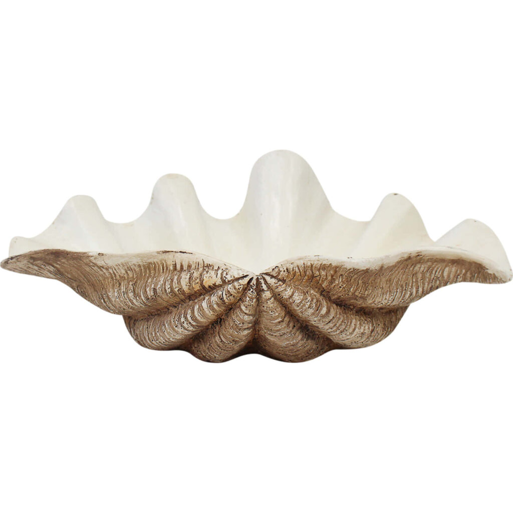 Detailed clam shell wallpaper with natural texture ivory brown coastal beach ocean theme background