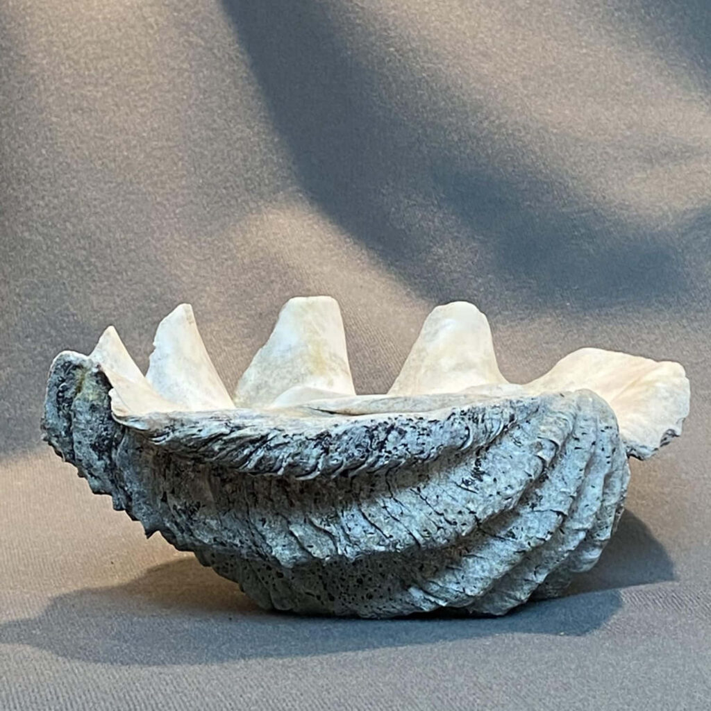 Realistic clam shell wallpaper with textured ridges and earthy tones on soft neutral background