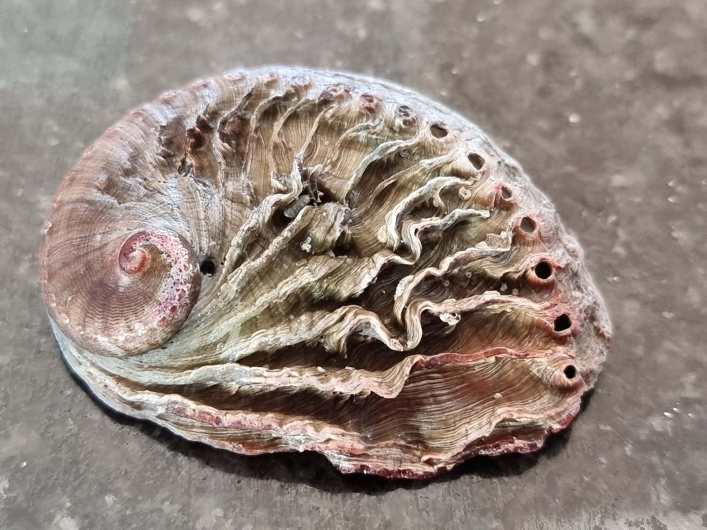 Close up of Haliotis abalone shell on stone showing spiral shape wavy ridges and side perforations Wallpaper