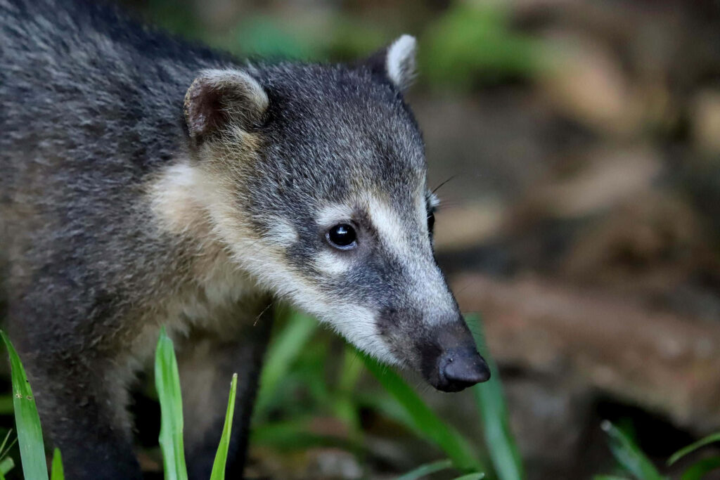 Close-up coati with elongated snout and expressive eyes in natural green grass background wallpaper