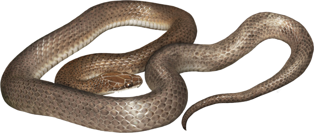 Realistic Coiled Brown Cobra Wallpaper with Transparent Background
