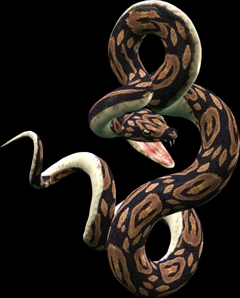 Realistic Coiled Snake Wallpaper on Black Background - Intricate Designs