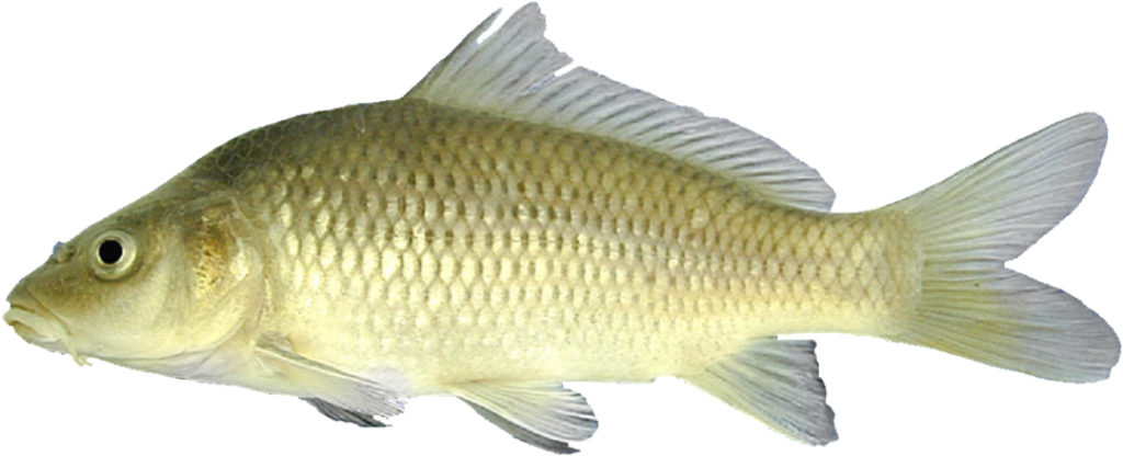 Stunning Common Carp Wallpaper: Detailed Scales & Fins Background