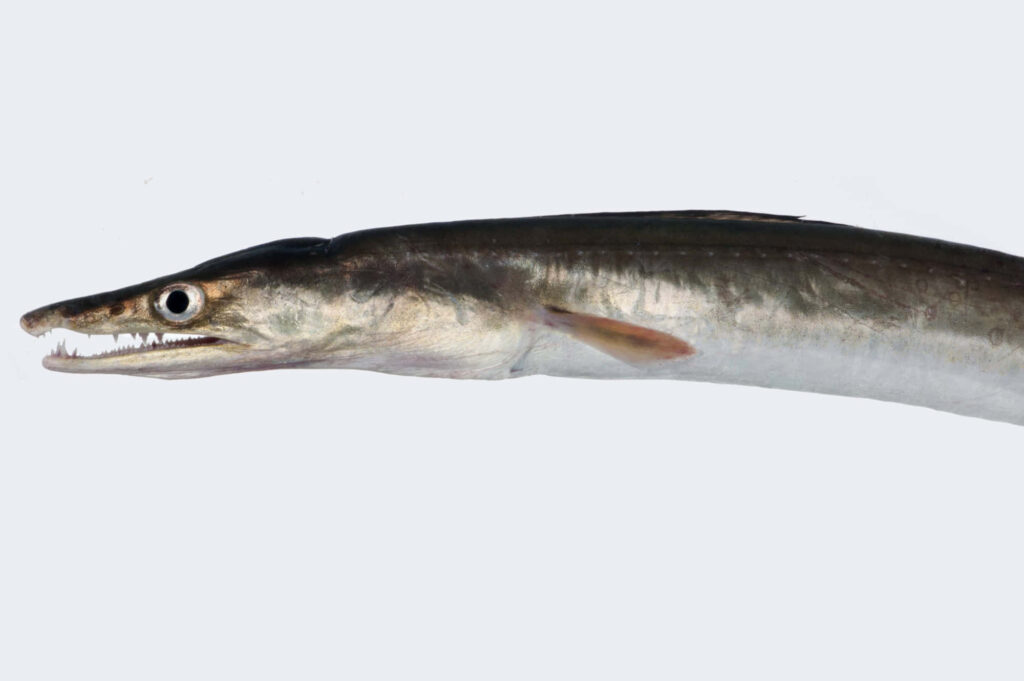 Side profile of Conger Eel with sharp teeth and metallic skin on clean light high resolution background Wallpaper