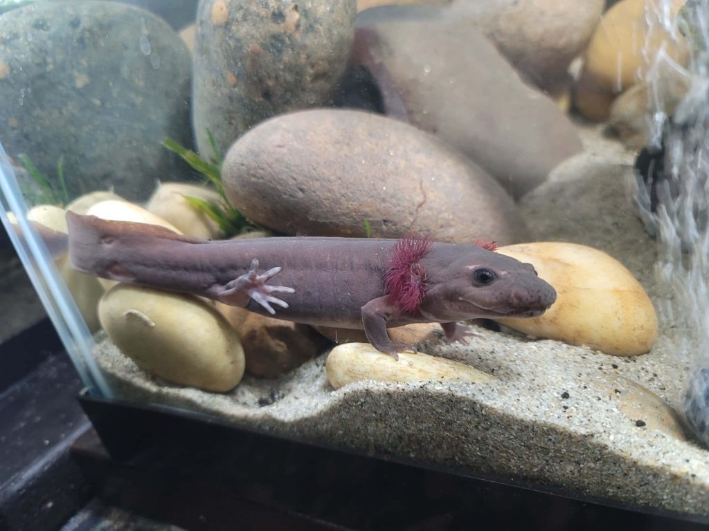 Realistic dark axolotl on sandy substrate with vibrant gills in clear glass aquarium wallpaper