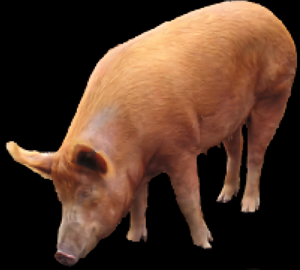 Realistic Domestic Pig Wallpaper Against Black Background