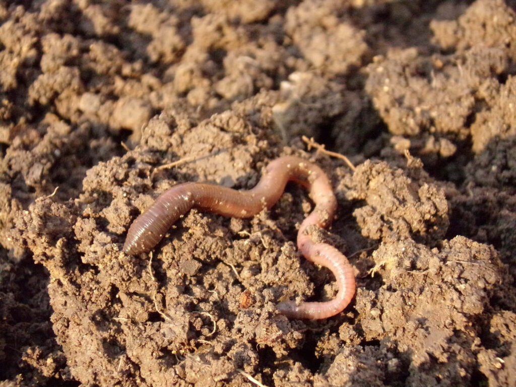 Close-up of earthworm burrowing through moist soil earthy wallpaper background natural soil texture
