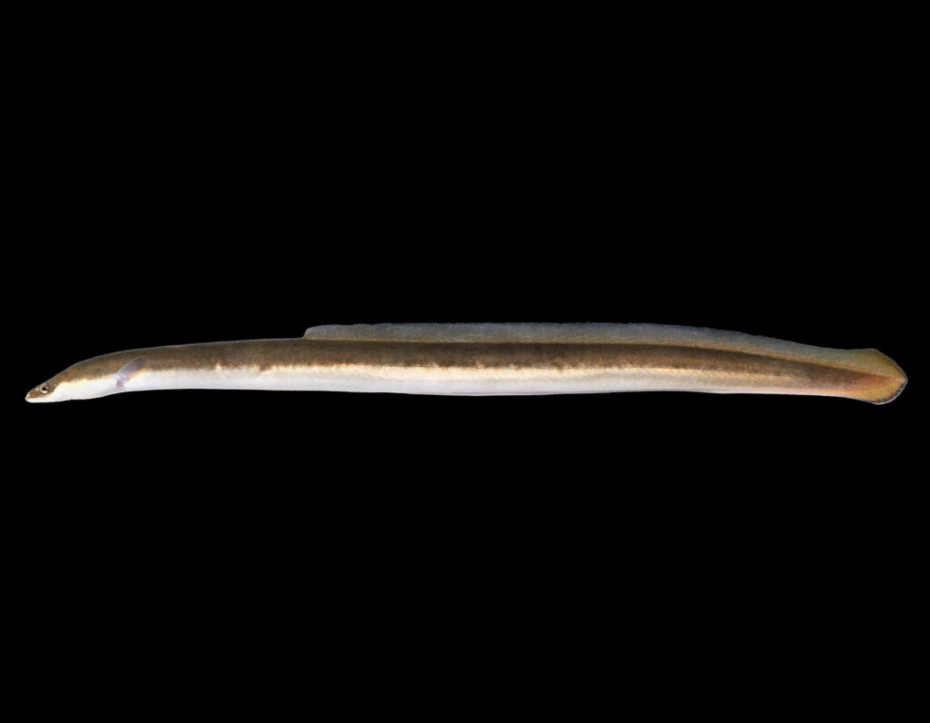 Realistic eel wallpaper with smooth brown cream skin on black background minimalist aquatic design