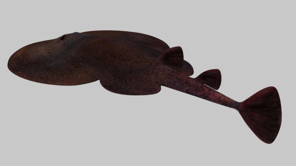 Realistic Electric Ray wallpaper with smooth rounded body and wide fins on gray background
